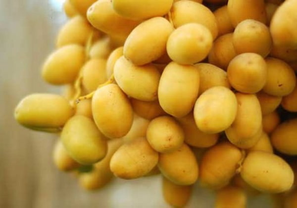 تصویر 5 از قیمت خرید خرما زاهدی عسلی + فروش ویژه